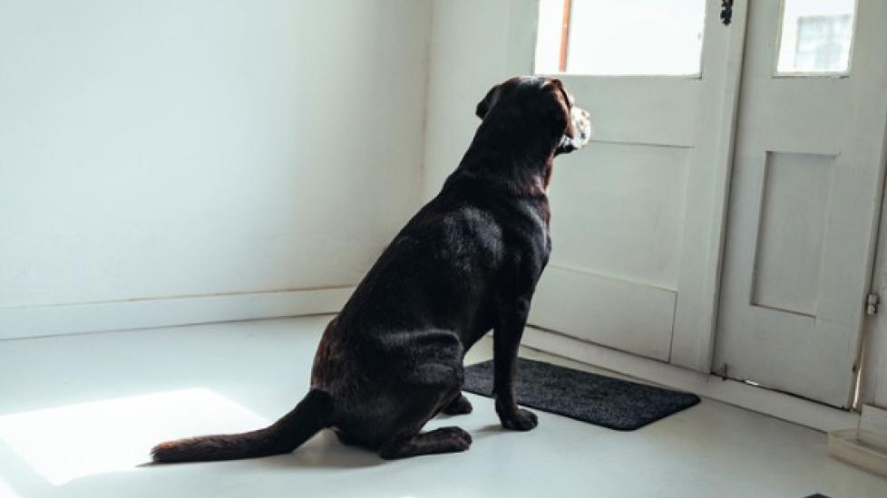 Why Is My Dog Peeing a Lot? PetMD