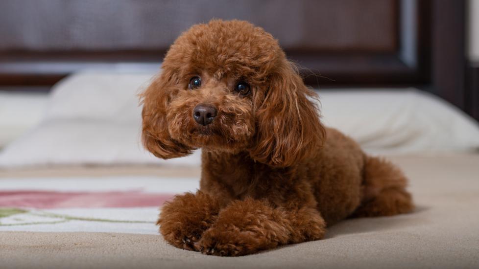 brown toy poodle lying down