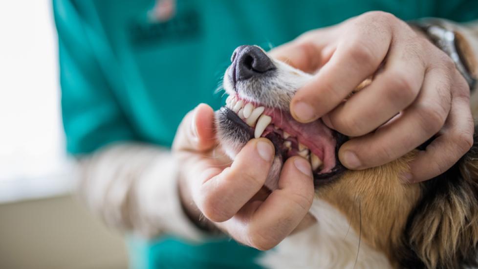 veterinarian looking into a dog's mouth