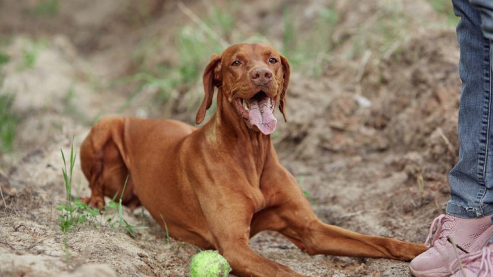 vizsla dog lying in dirt next to a tennis ball