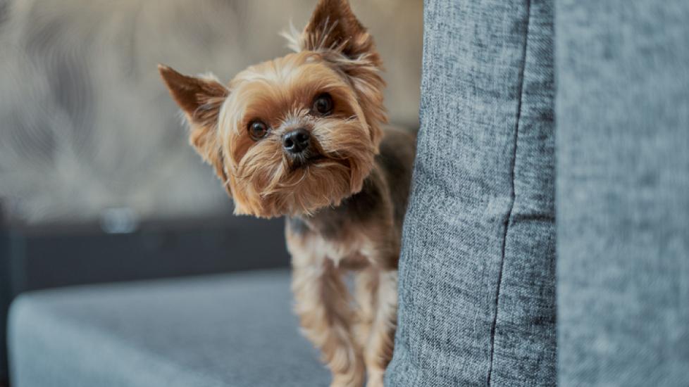 Collapsing Trachea in Dogs PetMD