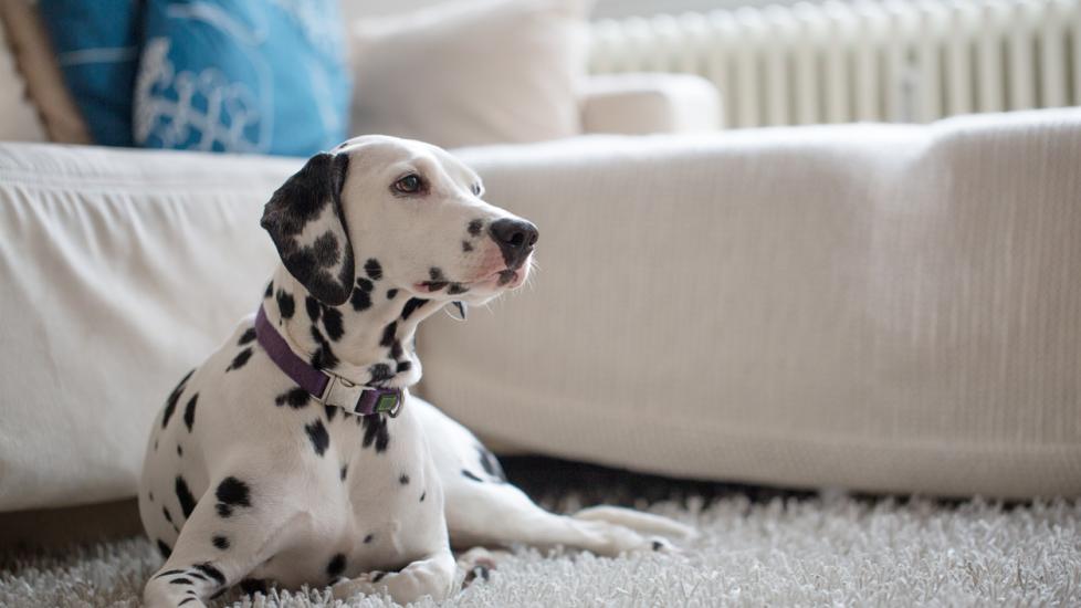 dalmatian dog lying on living room floor