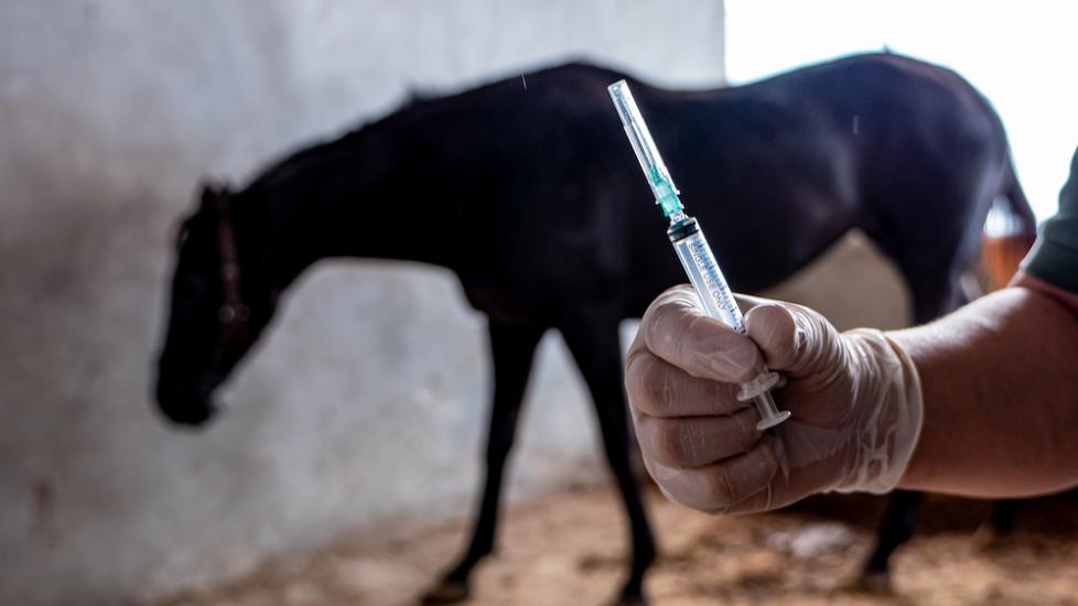 Syringe with horse in background