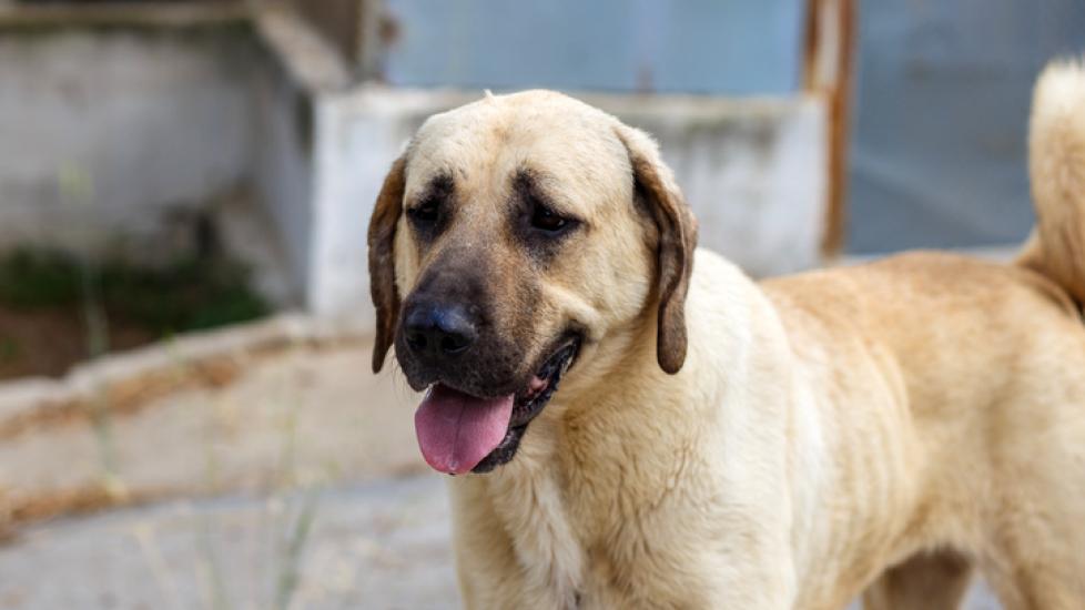 smiling tan anatolian shepherd dog standing