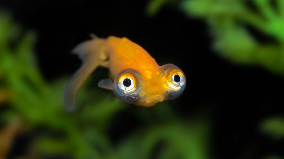 Fish with large eyes