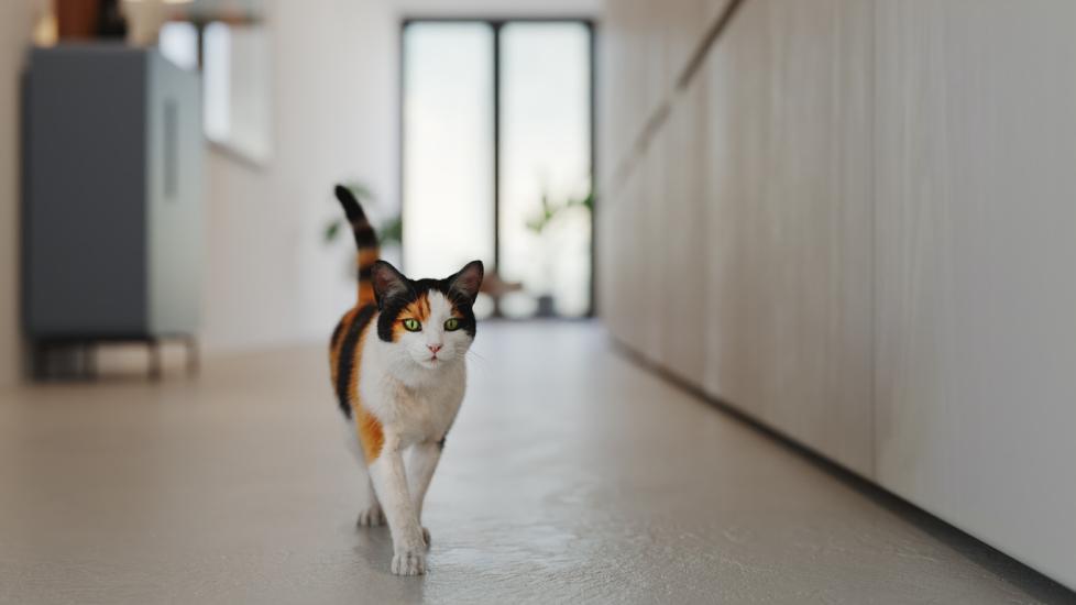 calico cat walking down a bare hallway