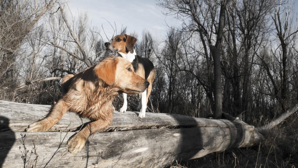 two dogs playing outside on an old log