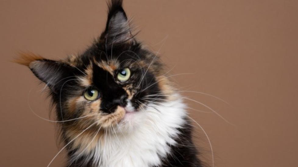 calico maine coone cat with head tilted to the left