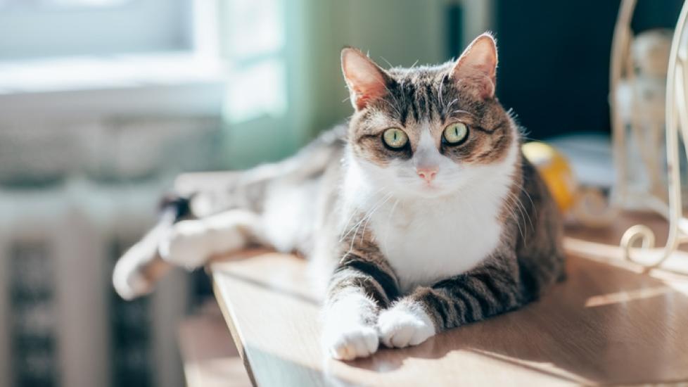 Finding a Healthy Weight for Your Cat: Weight Chart - AskVet