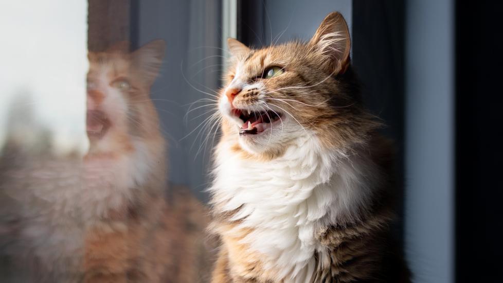longhaired cat looking out a window and meowing