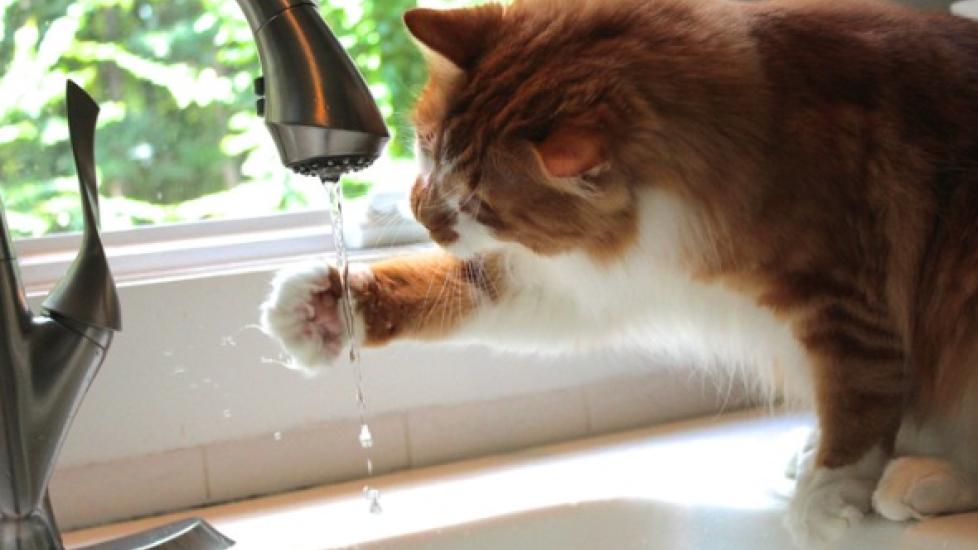 calico cat dipping paw in water from sink faucet