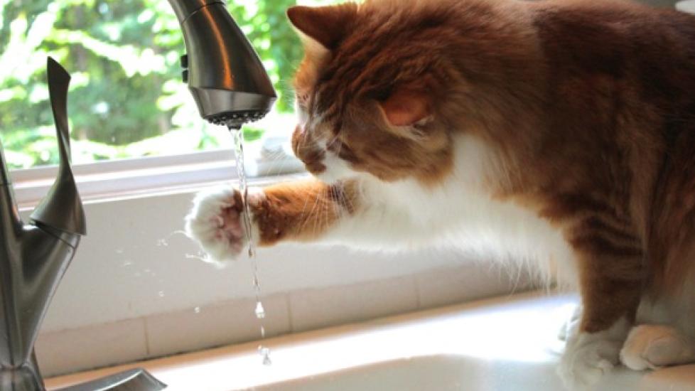calico cat dipping paw in water from sink faucet calico cat dipping paw in water from sink faucet