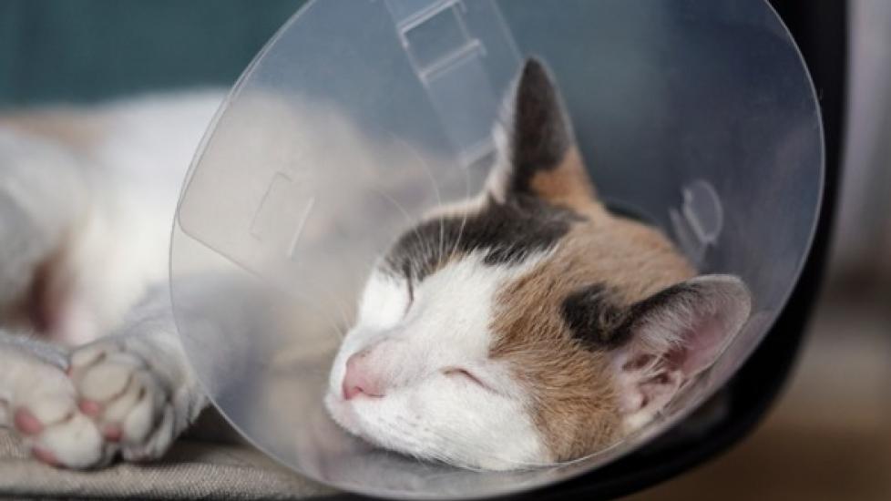 white, brown, and black cat sleeping with recovery cone on head