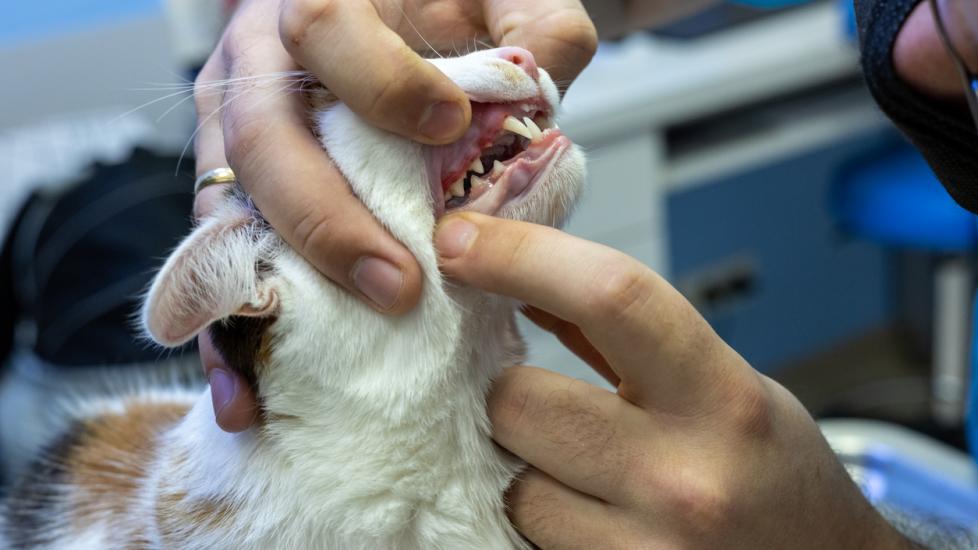 Cat teeth examination