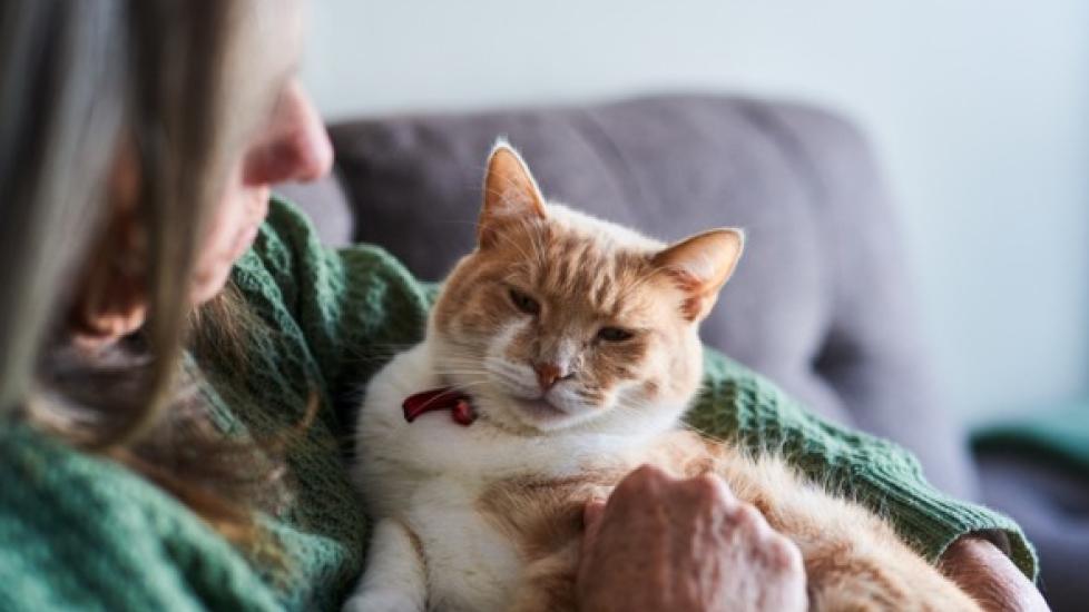 Offering palliative care can be a compassionate choice for older and ill cats. 
