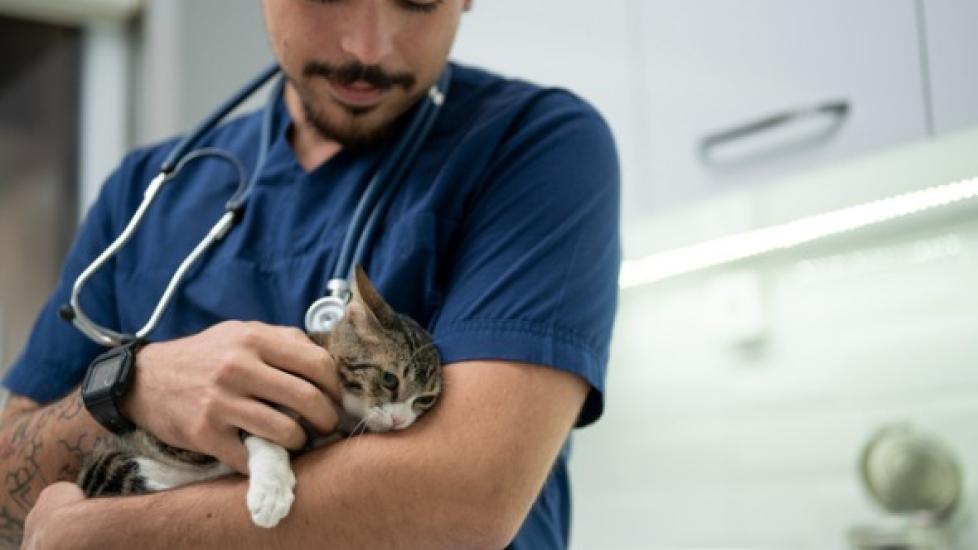 Vestibular Disease in Cats PetMD