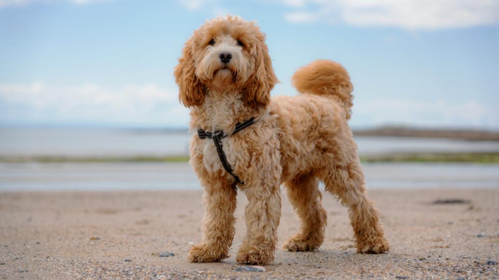 tan cockapoo dog standing at the beach