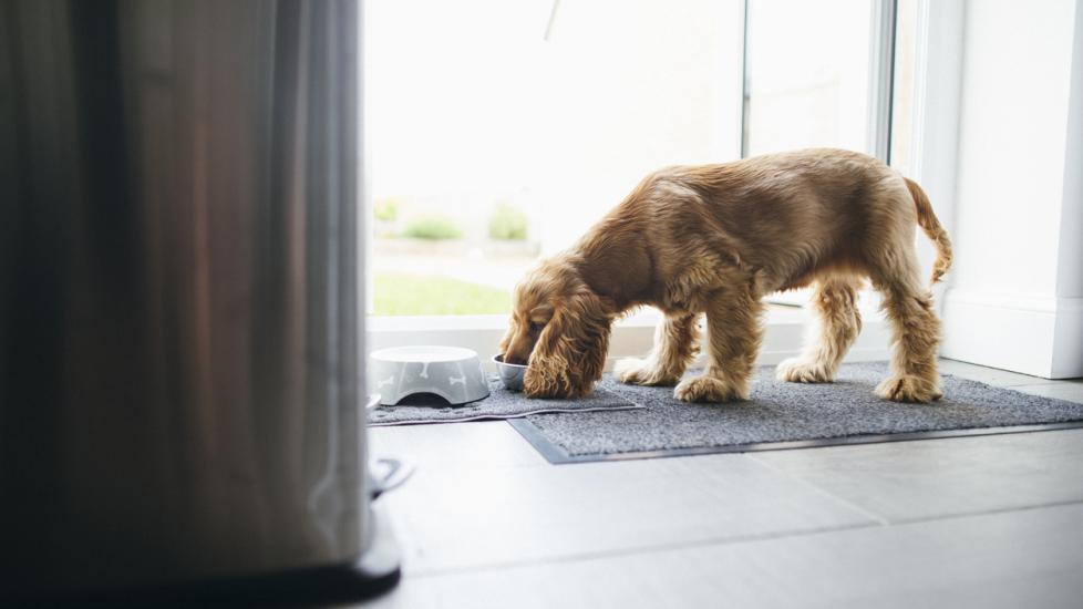 can dogs eat cauliflower