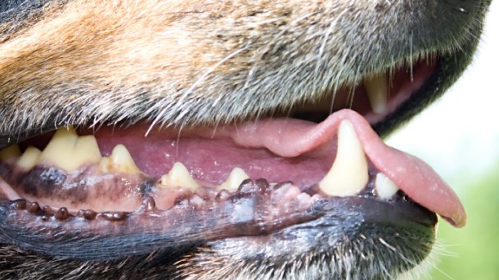closeup of dog's mouth, teeth, and gums