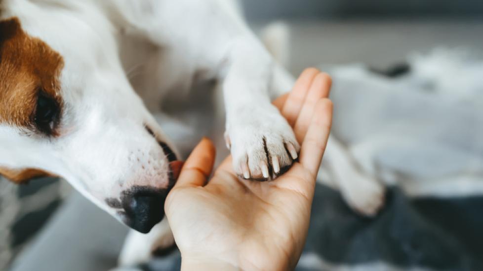 jack russell terrier paw holding hands with a human