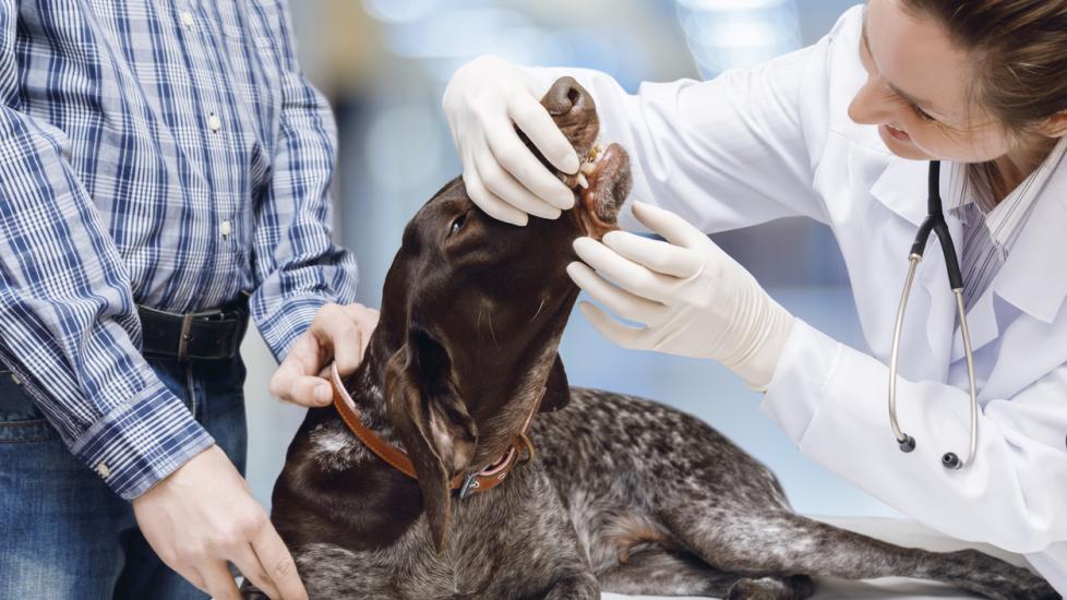 Dog teeth examination