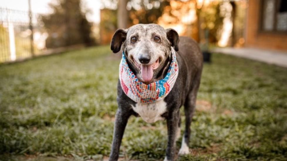 Signs of a Dog Dying of Congestive Heart Failure (CHF) PetMD