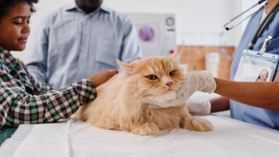 orange longhaired cat on exam table at vet's office with family in background