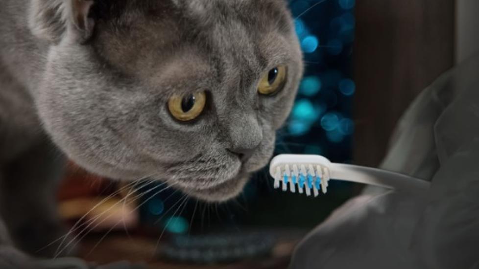 gray cat looking at toothbrush