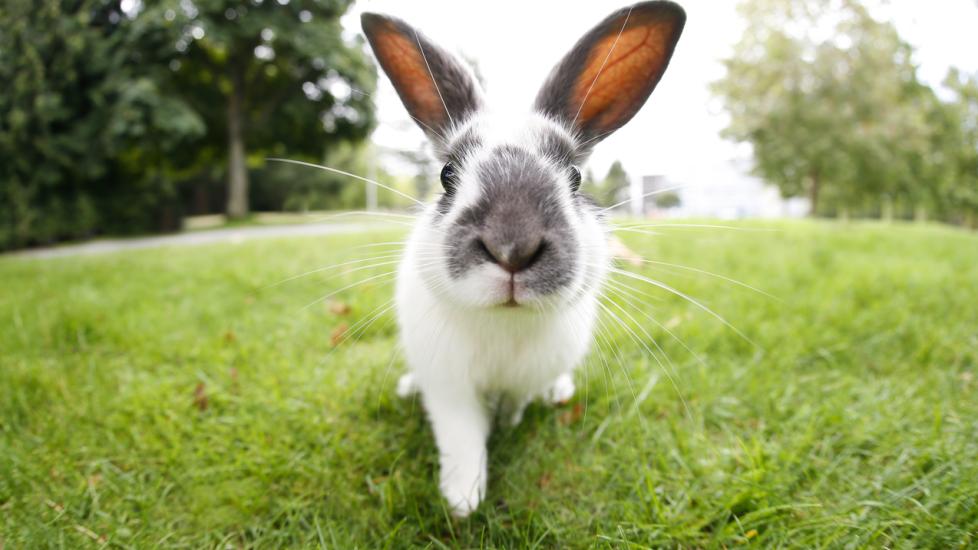 Rabies in Rabbits PetMD