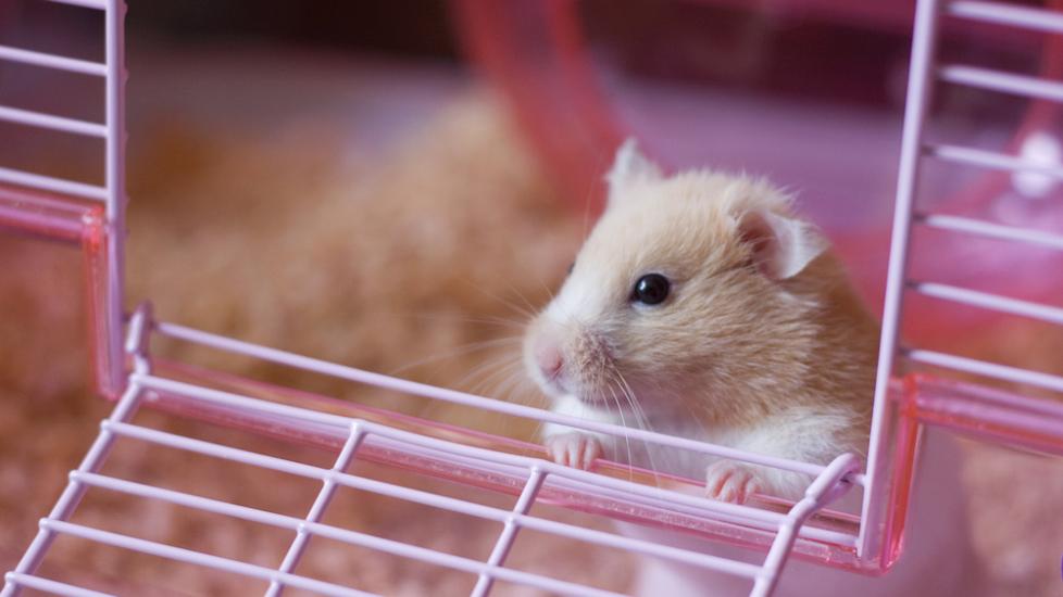 How to make your hamster stop chewing on its cage hotsell