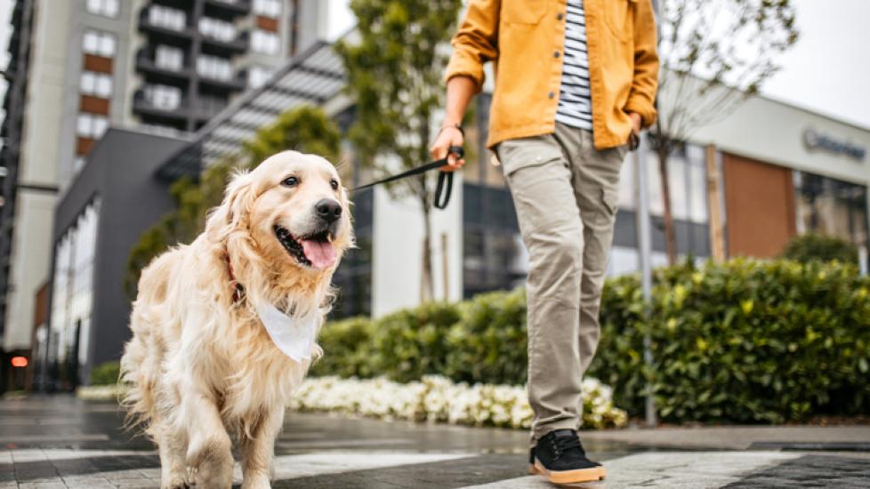 how-often-should-you-walk-your-dog-petmd