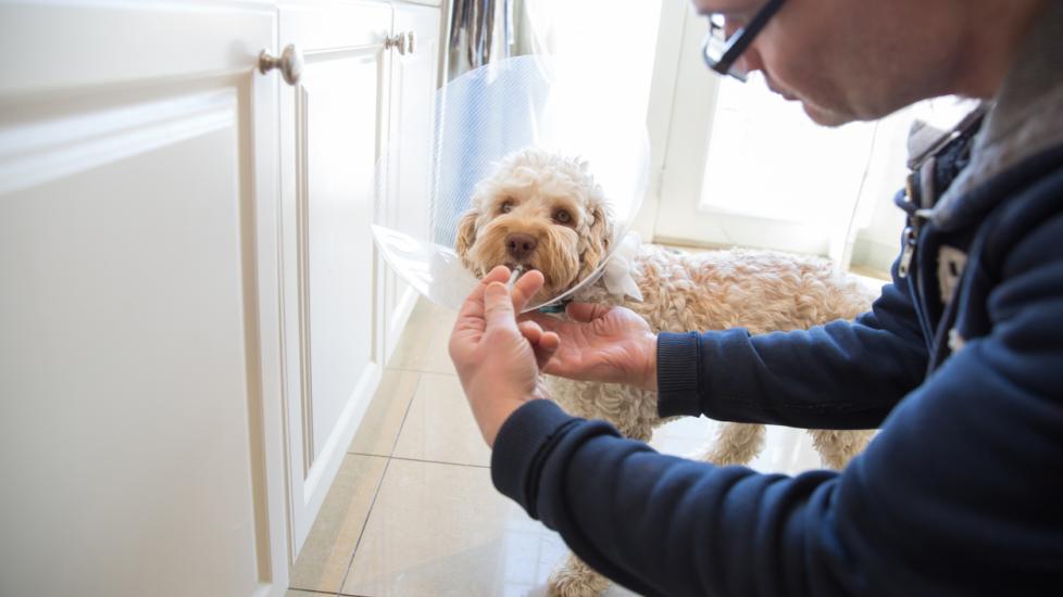 pup-with-cone-getting-medication-through-syringe