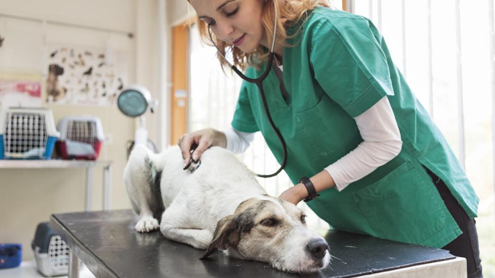 vet-examining-dog-on-table