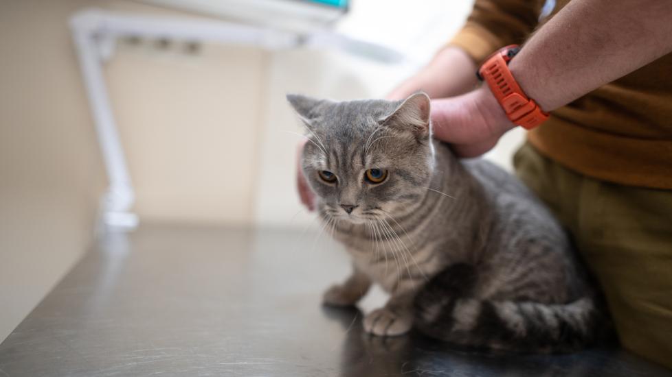 hypoglycemia-low-blood-sugar-in-cats-petmd