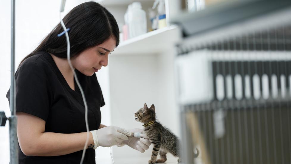vet-injecting-medicine-in-kitten