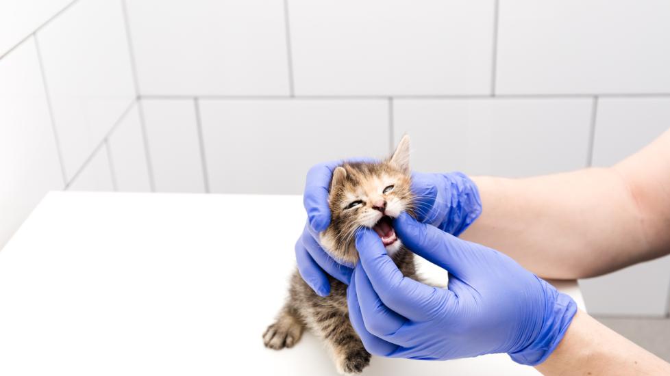 Feline Leukemia Virus (FeLV) | PetMD