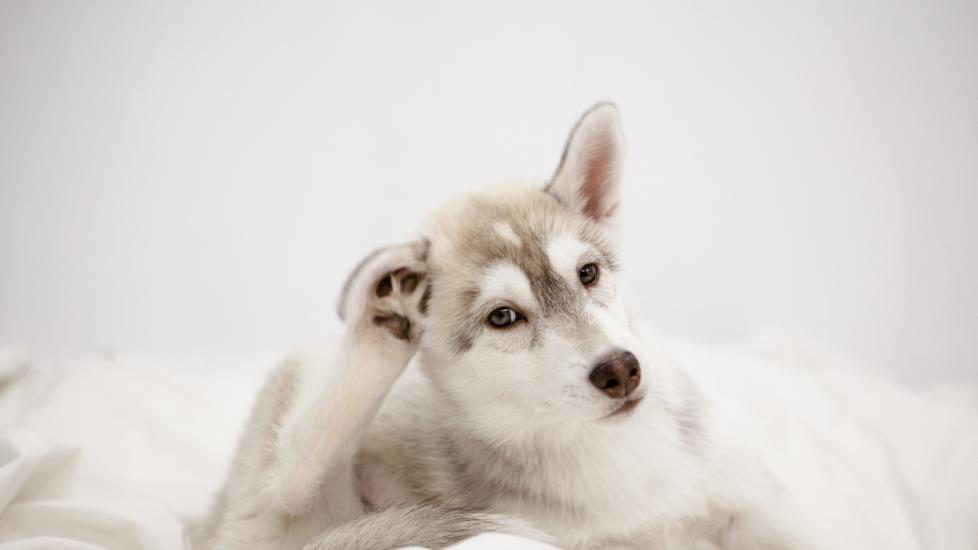 husky-scratching-ear