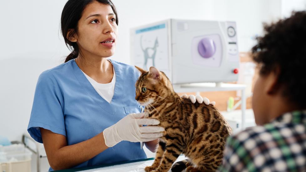 vet-examining-cat