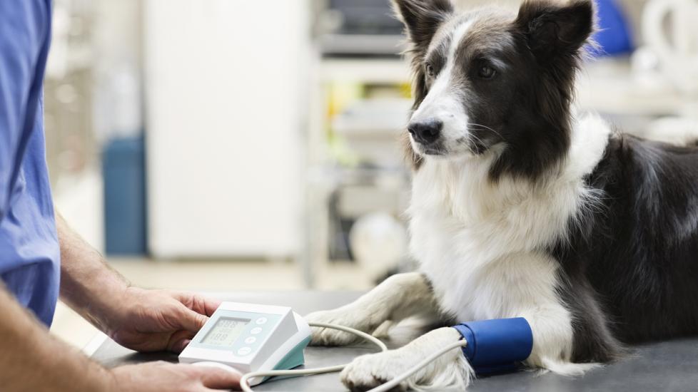 High Blood Pressure in Dogs PetMD