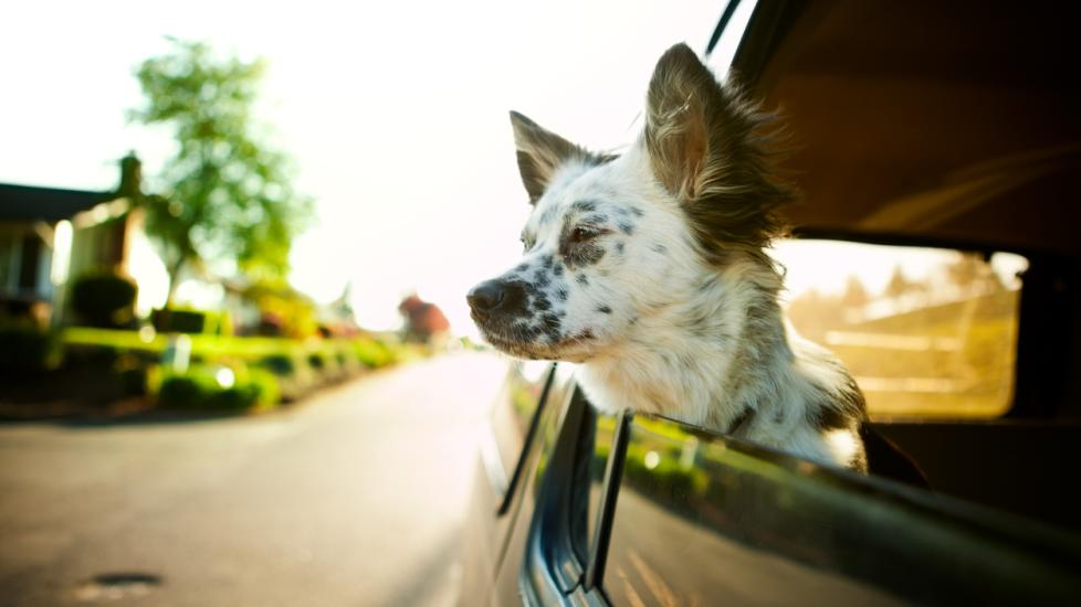 collie-mix-in-car-with-head-out-window