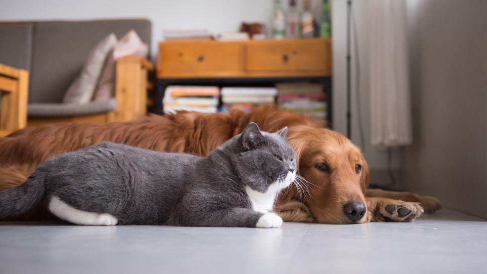 dog-and-cat-lying-on-floor-side-by-side