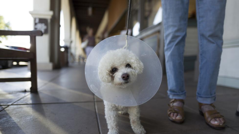 poodle-with-recovery-cone
