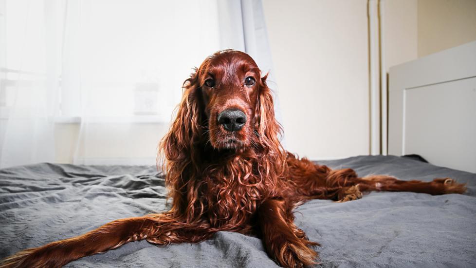 red irish setter lying on a bed