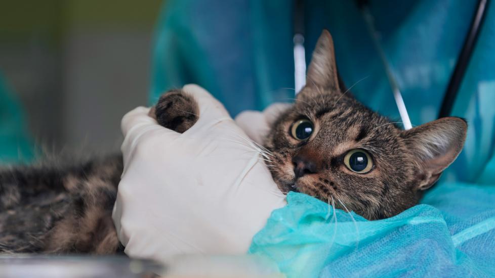 Cat at animal hospital