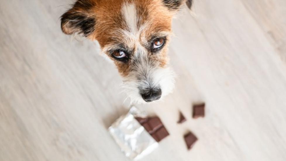 brown and white dog looks up at camera with half-eaten chocolate bar on the floor