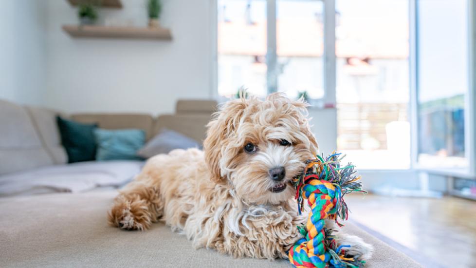 maltipoo puppy chewing on a rope toy