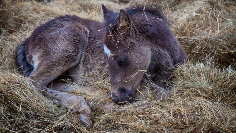Newborn Foal Care