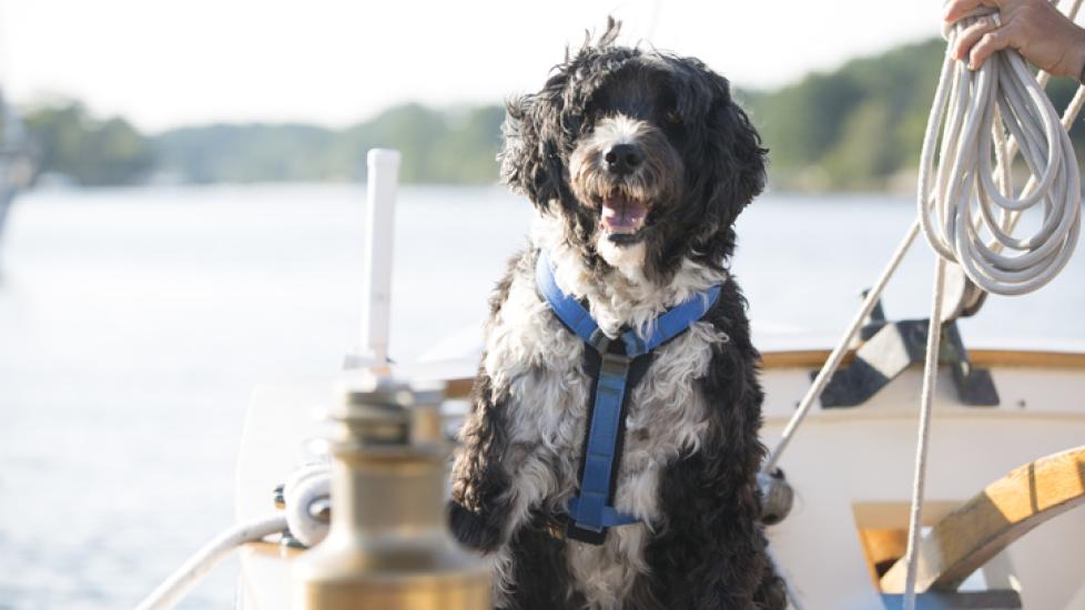 black and white portuguese water dog on a boat