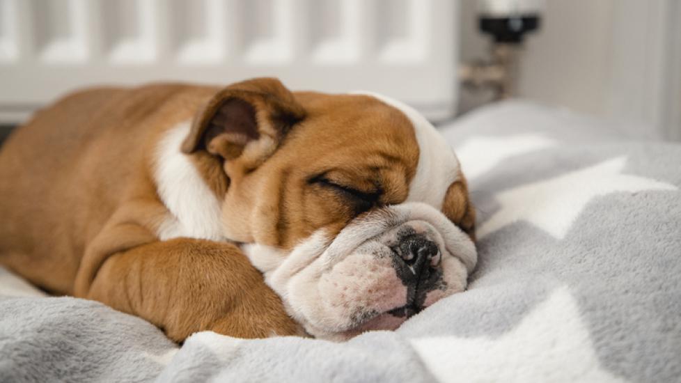 sleeping english bulldog puppy