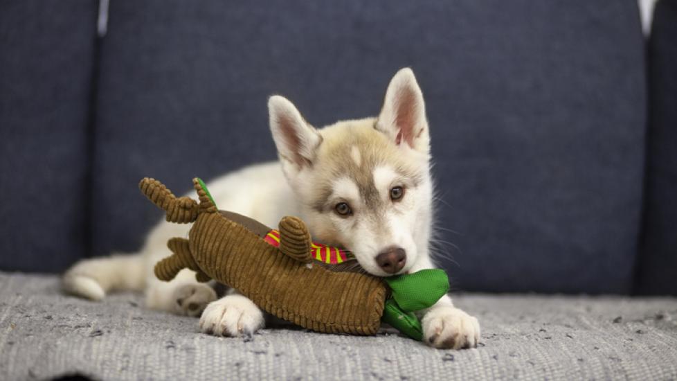 husky puppy chewing on a toy